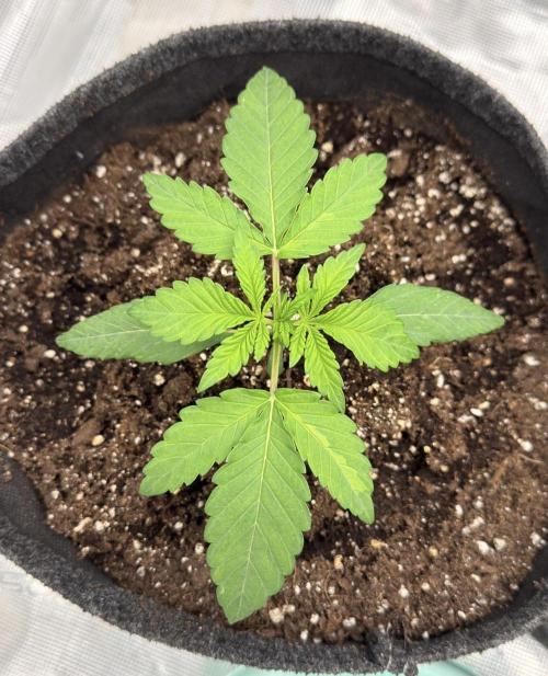 🍋 Haze Barney's Farm. Week 2