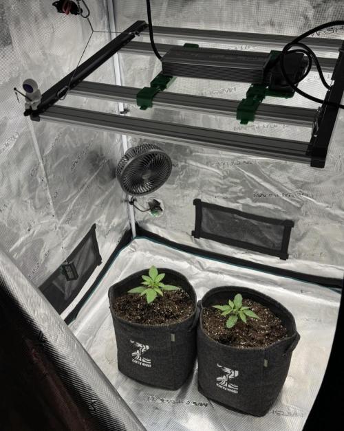 🍋 Haze Barney's Farm. Week 2