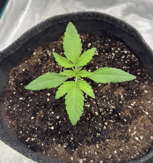 🍋 Haze Barney's Farm. Week 2