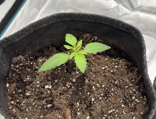 🍋 Haze Barney's Farm. Week 2