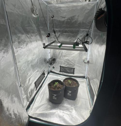 🍋 Haze Barney's Farm. Week 2