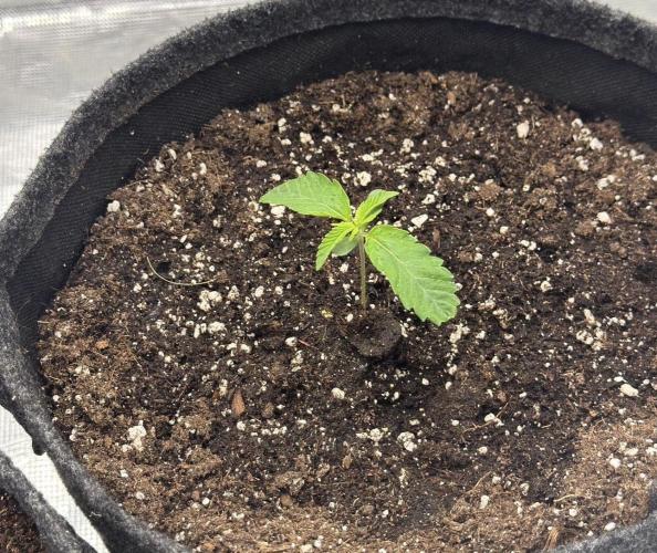 🍋 Haze Barney's Farm. Week 2