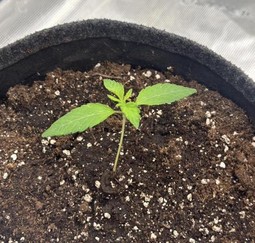 🍋 Haze Barney's Farm. Week 2