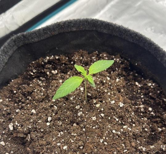 🍋 Haze Barney's Farm. Week 2