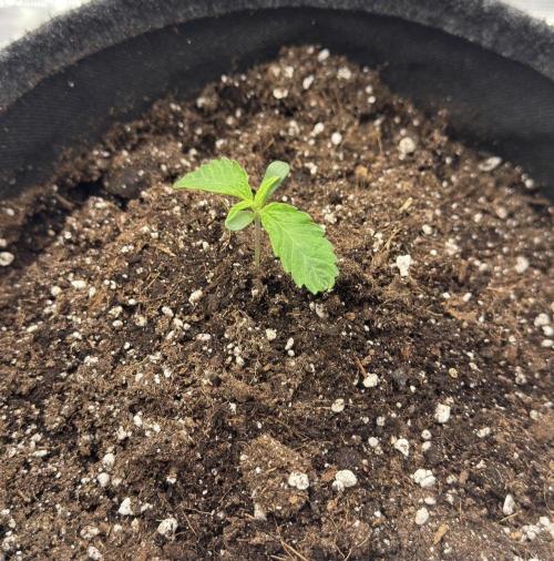 🍋 Haze Barney's Farm. Week 2