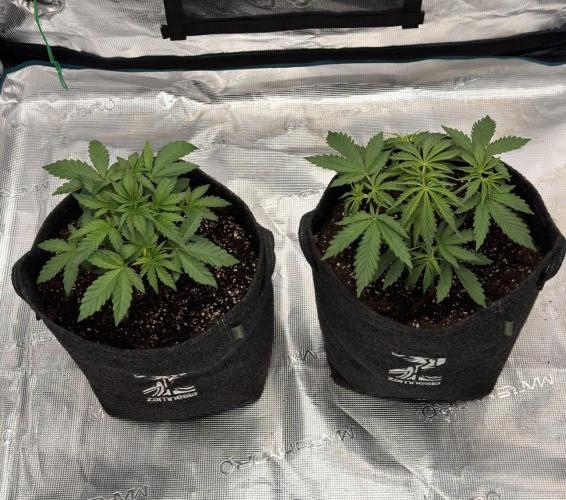 🍋 Haze Barney's Farm. Week 3