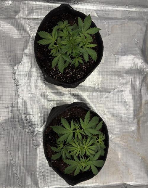 🍋 Haze Barney's Farm. Week 3