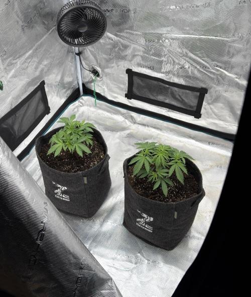 🍋 Haze Barney's Farm. Week 3