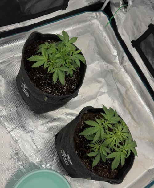 🍋 Haze Barney's Farm. Week 3