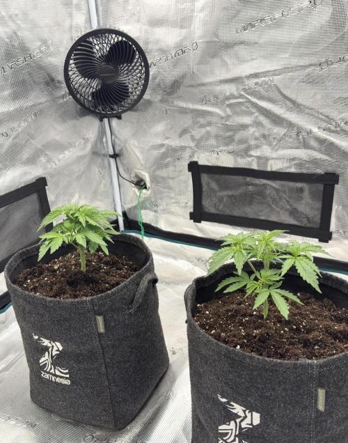 🍋 Haze Barney's Farm. Week 3