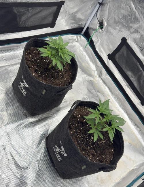 🍋 Haze Barney's Farm. Week 3