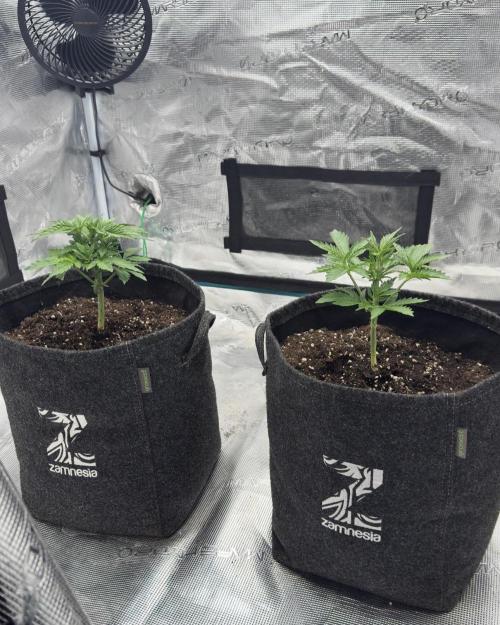 🍋 Haze Barney's Farm. Week 3