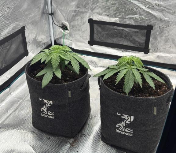 🍋 Haze Barney's Farm. Week 3