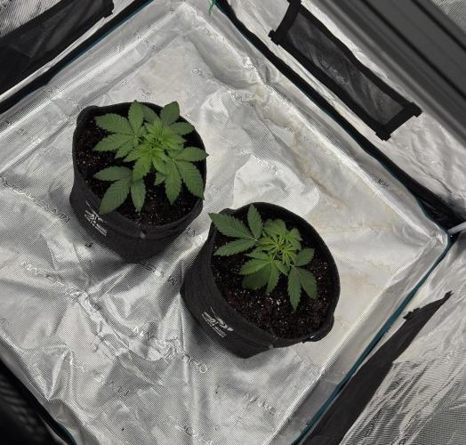 🍋 Haze Barney's Farm. Week 3