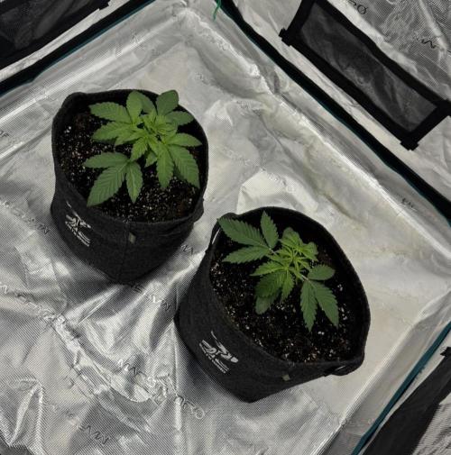 🍋 Haze Barney's Farm. Week 3