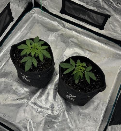 🍋 Haze Barney's Farm. Week 3