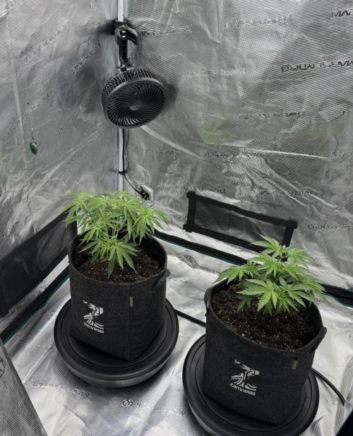 🍋 Haze Barney's Farm. Week 4