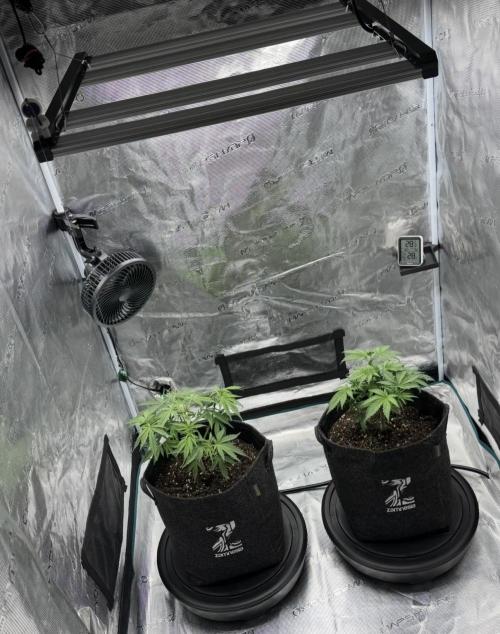 🍋 Haze Barney's Farm. Week 4