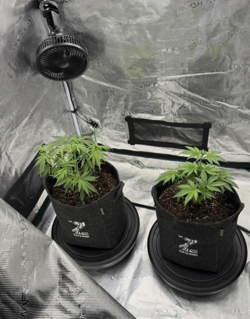 🍋 Haze Barney's Farm. Week 4