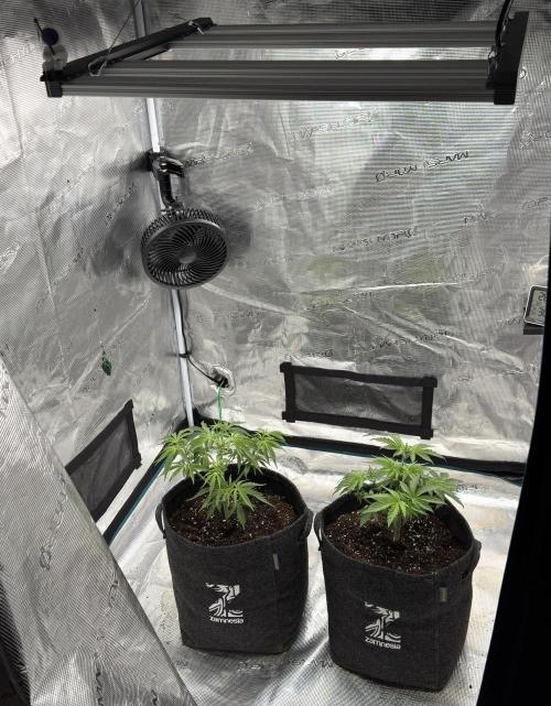 🍋 Haze Barney's Farm. Week 4