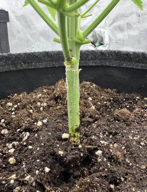 🍋 Haze Barney's Farm. Week 4