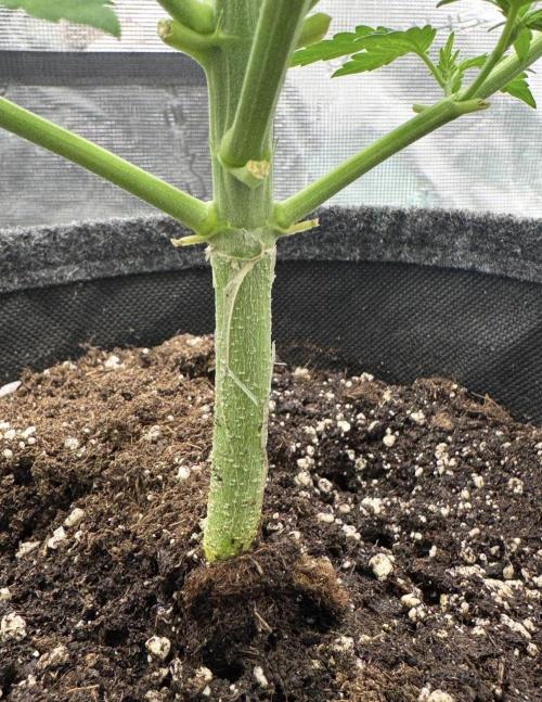 🍋 Haze Barney's Farm. Week 4