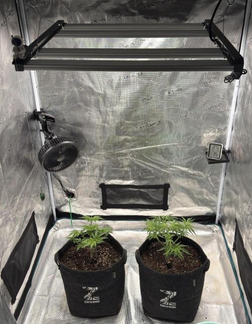 🍋 Haze Barney's Farm. Week 4