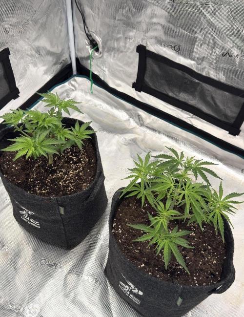 🍋 Haze Barney's Farm. Week 4