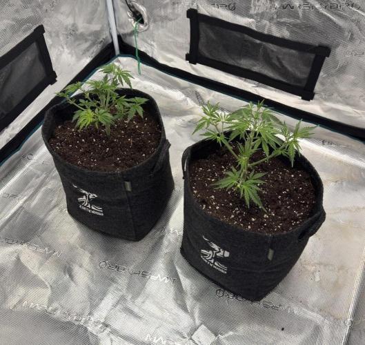 🍋 Haze Barney's Farm. Week 4