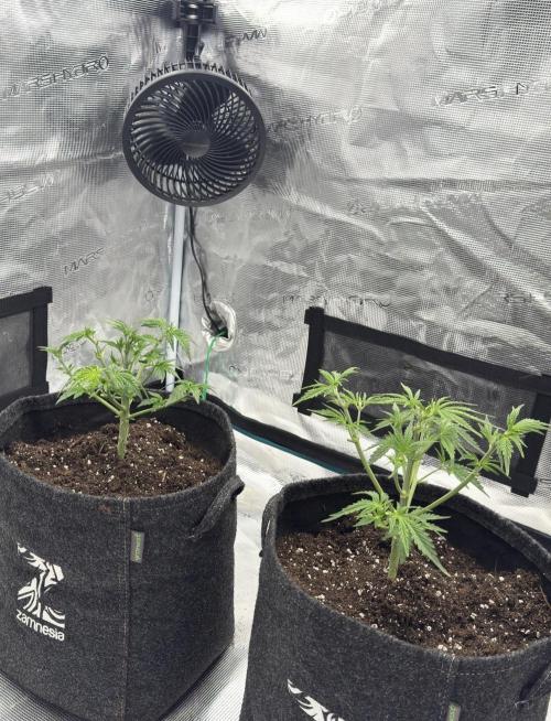 🍋 Haze Barney's Farm. Week 4