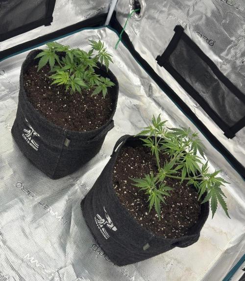 🍋 Haze Barney's Farm. Week 4