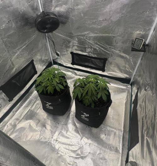 🍋 Haze Barney's Farm. Week 4