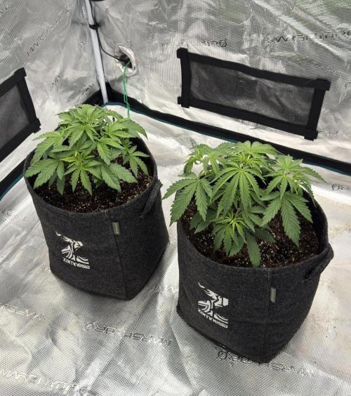 🍋 Haze Barney's Farm. Week 4