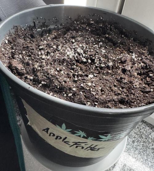 🍎 Fritter  Zamnesia Seeds. Week 0
