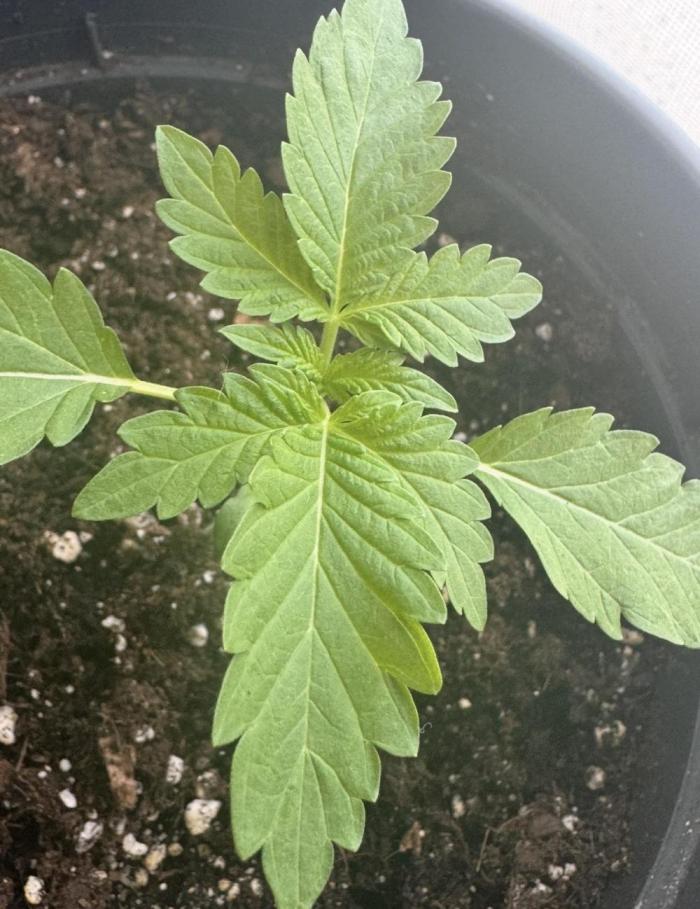 🍎 Fritter  Zamnesia Seeds. Week 4