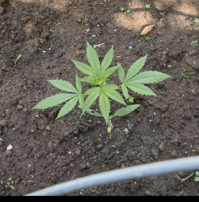 🍎 Fritter  Zamnesia Seeds. Week 5