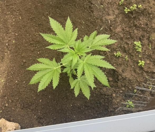 🍎 Fritter  Zamnesia Seeds. Week 7