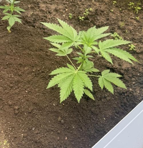 🍎 Fritter  Zamnesia Seeds. Week 7