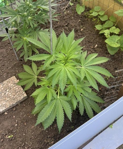 🍎 Fritter  Zamnesia Seeds. Week 8