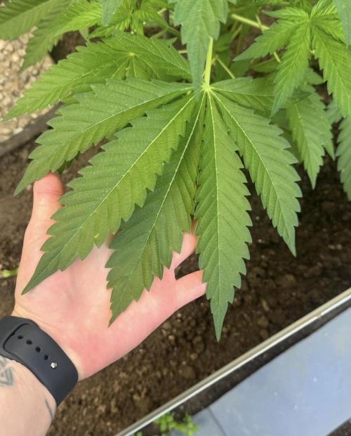 🍎 Fritter  Zamnesia Seeds. Week 8