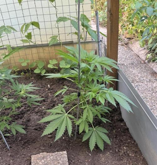 🍎 Fritter  Zamnesia Seeds. Week 8