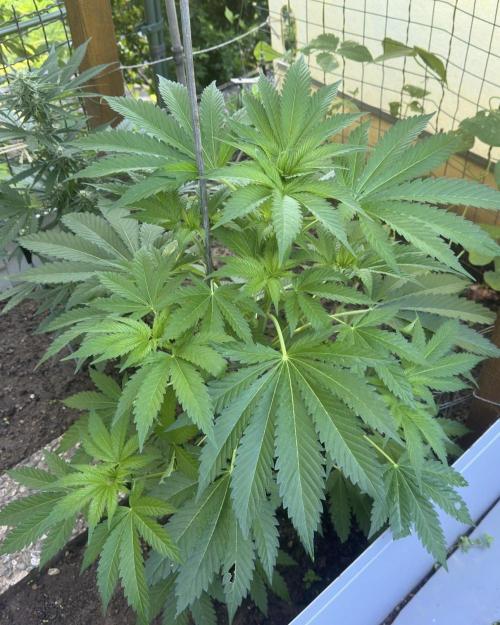 🍎 Fritter  Zamnesia Seeds. Week 8