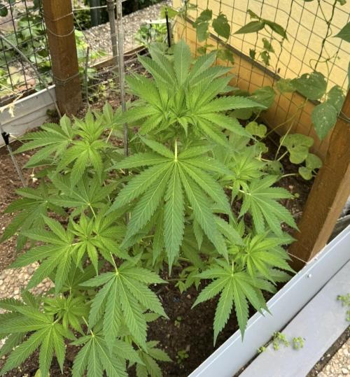 🍎 Fritter  Zamnesia Seeds. Week 8