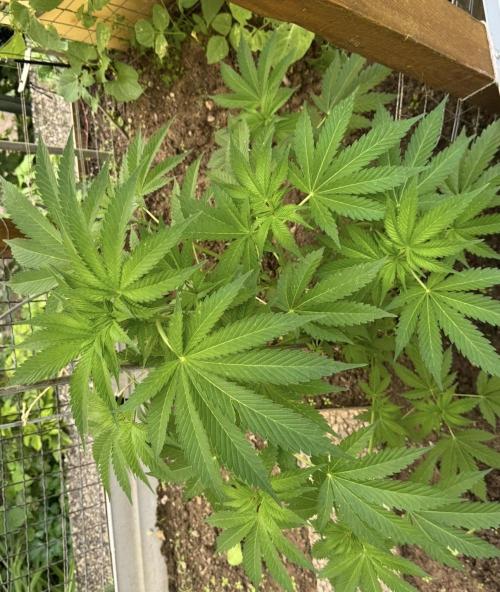 🍎 Fritter  Zamnesia Seeds. Week 8