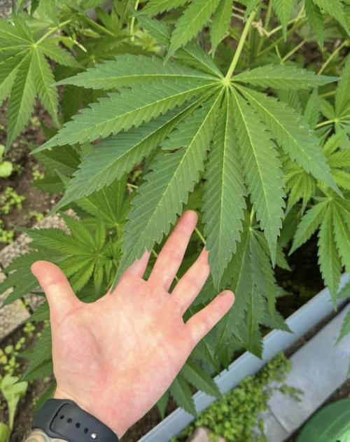 🍎 Fritter  Zamnesia Seeds. Week 8