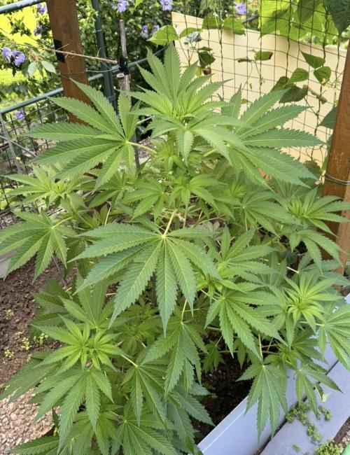 🍎 Fritter  Zamnesia Seeds. Week 9