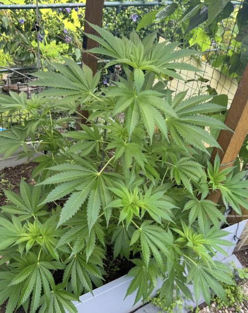 🍎 Fritter  Zamnesia Seeds. Week 9