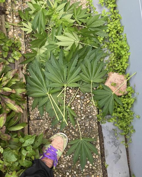 🍎 Fritter  Zamnesia Seeds. Week 9