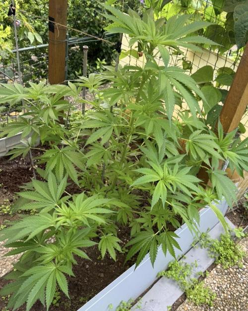 🍎 Fritter  Zamnesia Seeds. Week 9