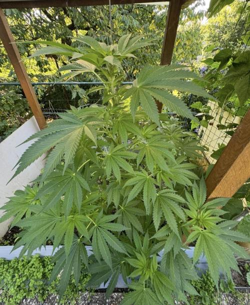 🍎 Fritter  Zamnesia Seeds. Week 9